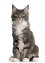 Maine Coon Kitten, 5 months old, sitting Royalty Free Stock Photo