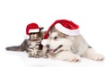 Maine coon kitten and alaskan malamute puppy in red santa hats. isolated on white Royalty Free Stock Photo