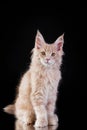 Maine Coon Kitten on a black background. cat portrait in studio Royalty Free Stock Photo