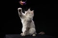 Maine Coon Kitten on a black background. Cat portrait in studio Royalty Free Stock Photo