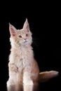 Maine Coon Kitten on a black background. cat portrait in studio Royalty Free Stock Photo