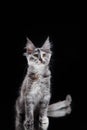 Maine Coon Kitten on a black background. cat portrait in studio Royalty Free Stock Photo