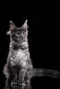 Maine Coon Kitten on a black background. cat portrait in studio Royalty Free Stock Photo