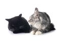 maine coon kitten and black cat Royalty Free Stock Photo