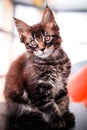 Maine Coon kitten on black table Royalty Free Stock Photo