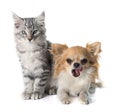 Maine coon kitten and chihuahua