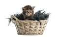 Maine coon kitten coming out of a pet basket