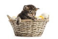 Maine coon kitten coming out of a pet basket