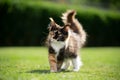 Maine coon kitten with eye infection Royalty Free Stock Photo