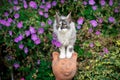 Maine coon kitten in between flowers Royalty Free Stock Photo