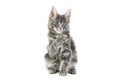 Maine coon kitten, isolated