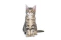 Maine Coon kitten, isolated. Cute, largest and beautiful cat breed. White background Royalty Free Stock Photo