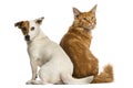 Maine Coon kitten and a Jack russell