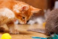 The Maine Coon kitten looks to the floor. Raised his paw to play. Cat color Red ticked Royalty Free Stock Photo