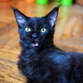 Maine Coon kitten mewing and looking at camera