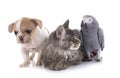 maine coon kitten , parrot and french bulldog Royalty Free Stock Photo