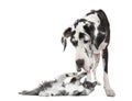 Maine coon kitten playing with a harlequin Great Dane Royalty Free Stock Photo