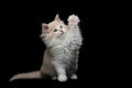 Maine coon kitten raising paw Royalty Free Stock Photo