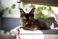 maine coon kitten resting on stair in front of the house Royalty Free Stock Photo