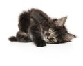 Maine-coon kitten resting on white background