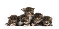 Maine coon kitten in a row Royalty Free Stock Photo