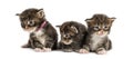 Maine coon kitten in a row Royalty Free Stock Photo