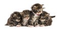 Maine coon kitten in a row Royalty Free Stock Photo