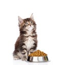 maine coon kitten sitting with a bowl of dry cat food and looking up. isolated on white background Royalty Free Stock Photo