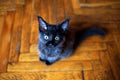 Maine Coon kitten sitting on the floor