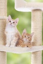 Maine Coon Kitten sitting on scratching post