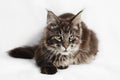 Maine Coon Kitten Royalty Free Stock Photo