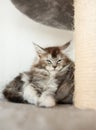 Maine Coon kitten sleep under blanket. Royalty Free Stock Photo