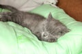 Maine Coon kitten sleep under blanket. Kitten of the British breed Royalty Free Stock Photo