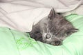 Maine Coon kitten sleep under blanket. Kitten of the British breed Royalty Free Stock Photo