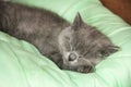 Maine Coon kitten sleep under blanket. Kitten of the British breed Royalty Free Stock Photo