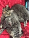 Maine coon kitten sleeping with playmate