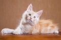 Maine Coon kitten Royalty Free Stock Photo