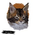 Maine coon kitten watercolor portrait of small cat digital art illustration. Realistic drawing of kitty with long and