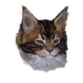 Maine coon kitten watercolor portrait of small cat digital art illustration. Realistic drawing of kitty with long and furry coat