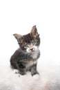 Maine coon kitten on white background Royalty Free Stock Photo