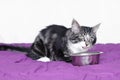 A maine coon kitten who eats in a stainless steel bowl and grows the tongue Royalty Free Stock Photo