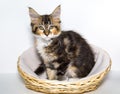 Maine Coon kitten in a wicker basket on a white background. Pets Royalty Free Stock Photo