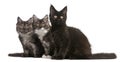 Maine Coon Kittens, 12 weeks old, sitting Royalty Free Stock Photo