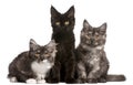 Maine Coon Kittens, 12 weeks old, sitting Royalty Free Stock Photo