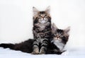 Maine Coon Kittens Royalty Free Stock Photo