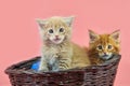 Maine coon kittens in basket, red and cream Royalty Free Stock Photo