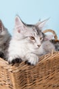 Maine coon kittens in basket Royalty Free Stock Photo