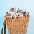 Maine coon kittens in basket Royalty Free Stock Photo