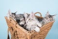 Maine coon kittens in basket Royalty Free Stock Photo