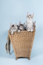 Maine coon kittens in basket Royalty Free Stock Photo